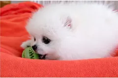 Продается девочка померанского шпица, две с половиной месяца