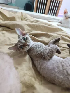 Продается девочка породы Девон Рекс, шоу класс, родословная WCF