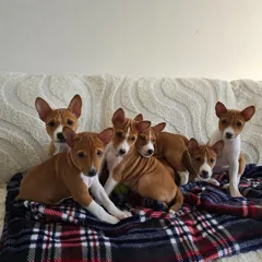 Продаются щенки басенджи, гипоаллергенные и обучаемые девочки