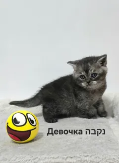 Шотландские короткошерстные котята готовы переехать в ваш дом