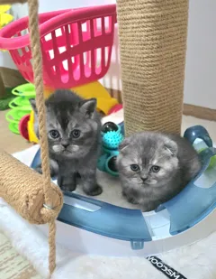 Шотландские короткошерстные котята ищут новый дом и заботливых хозяев