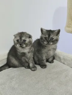 Шотландские короткошерстные кошечки ждут нового владельца