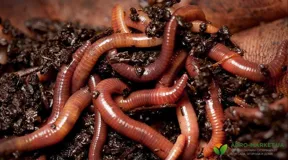 Калифорнийские черви для рыбалки и дендродена в продаже