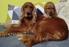 Прекрасные щенки Английского кокера спаниеля ищут loving родителей