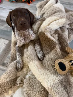 Продается чистокровный щенок Курцхаар, девочка, 2 месяца