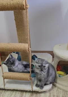 Шотландские котята ищут новый дом, приучены к лотку и корму