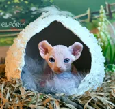 Продаются котята Канадского сфинкса, Эльфы и Бамбино с документ