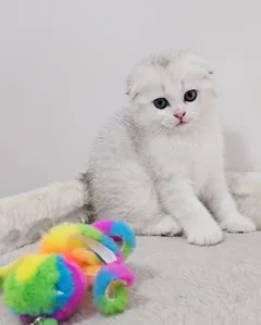 Шотландские котята ищут новый дом в Израиле, ласковые и игривые