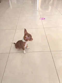 Продаются щенки Чихуахуа, ласковые и привитые, два месяца возраста