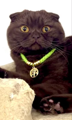 Шотландская кошка ищет кота для вязки шоколадного или лилового окраса