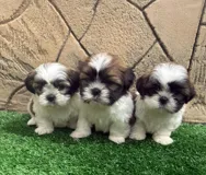 Продаются щенки ши-тцу, мальчики, 1.5 месяца, готовы к новым хозяев