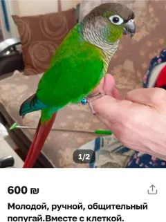Продаётся ручной попугай с клеткой за 600 шек