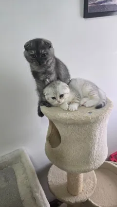 Шотландские котята ищут новый дом, любят играть с детьми