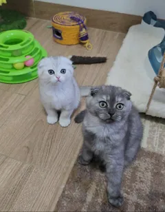 Шотландские короткошерстные котята ищут loving дом и семью