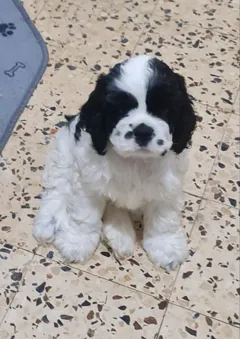 Щенки американского кокер-спаниеля с родословной и прививками ждут хозяев