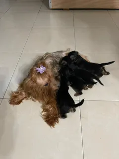 Очаровательные щенки йоркширского терьера ищут новый дом