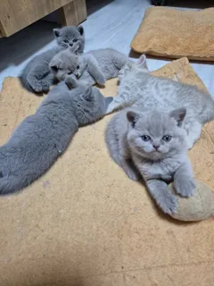 Продаются красивые британские котята от элитных родителей