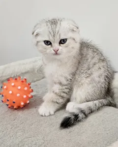 Шотландский короткошерстный котик ищет новый дом и любящих хозяев