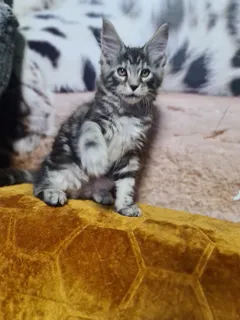 Котята мейн кун с документами и прививками ищут новый дом