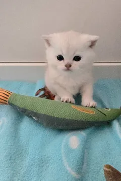 Шотландский котик ищет новый дом, ласковый и игривый друг