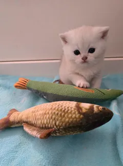 Шотландский котик ищет новый дом, очень ласковый и игривый