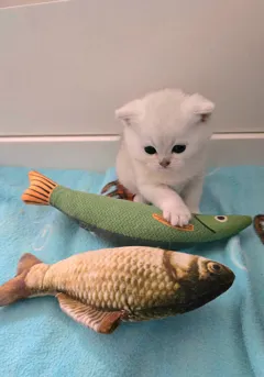 Шотландский короткошерстный котик ищет новый дом и любящую семью