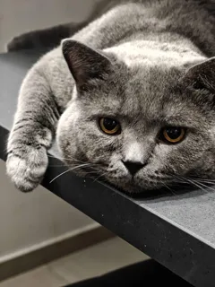 Британский кот предлагает услуги вязки для кошек