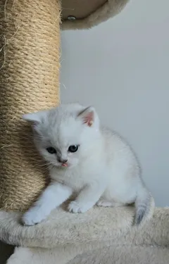 Шотландский короткошерстный котик ищет новый дом, очень ласковый и игривый