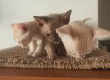 Котята Европейской Бурмы доступны для бронирования now