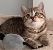 Пропадает милый котёнок британской породы, 2 месяца, готов к новым хозяевам