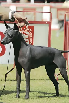 Шенки Xoloitzcuintle: идеальные компаньоны для вашего дома в Израиле