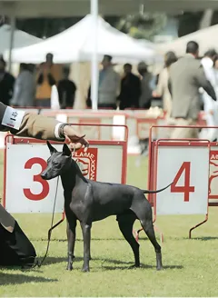 Щенки Xoloitzcuintle: уникальная порода для вашего дома в Израиле