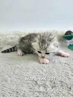 Шотландские котята: очаровательные девочки и мальчики на резервирование