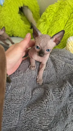 Продаются котята сфинкс, самостоятельные и здоровые, цена 2300 шекелей