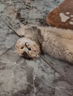 Шотландские веслоухие котята ищут loving дом с хорошими манерами