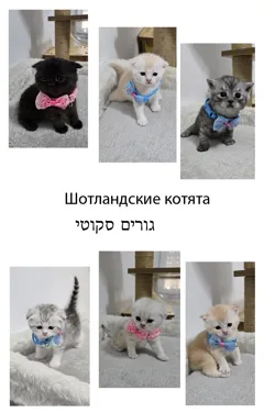 Шотландские котята ищут новый дом — очаровательные малыши с уникальным окрасом