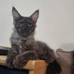 Котята Мейнкун, 4 месяца, с документами и прививками