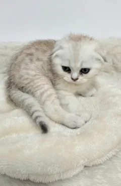 Шотландские котята готовы к переезду в новый дом