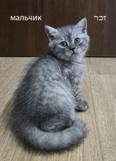 Шотландские котята ищут новый дом с любящими хозяевами