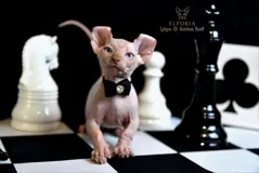 Котята Канадского сфинкса и редких пород с документами и доставкой