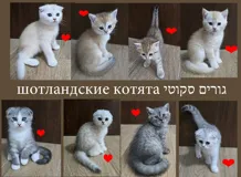 Шотландские котята ждут новых хозяев — красивый окрас и нежный характер