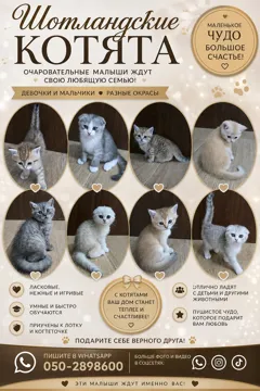 Шотландские котята ищут новые дома — очаровательные мальчики готовы к переезду