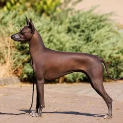 Продаются щенки Xoloitzcuintle с документами и прививками