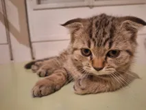 Продаются очаровательные котята разных окрасов, привиты и приучены к лотку
