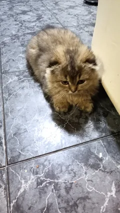 Шотландские котята ждут заботливых хозяев и уютного дома