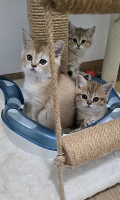 Приятные шотландские котята ищут заботливый дом и любящие семьи