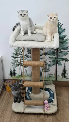 Шотландские котята готовы к переезду в новый дом