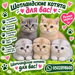Очаровательные шотландские котята ищут новый дом