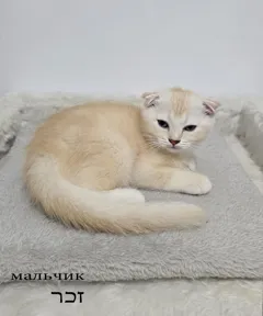 Шотландские котята с уникальным окрасом ищут любящий дом