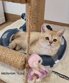 Очаровательные шотландские котята ищут новый дом и любящих хозяев